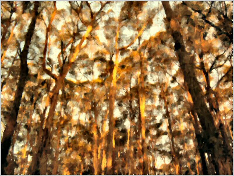 Sample Picture