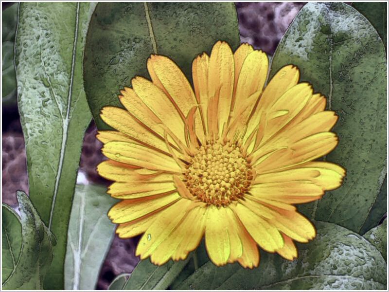 Sample Picture
